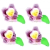 Storczyk zestaw Dora(ciemny fiolet) Średnica kwiatu:6cm